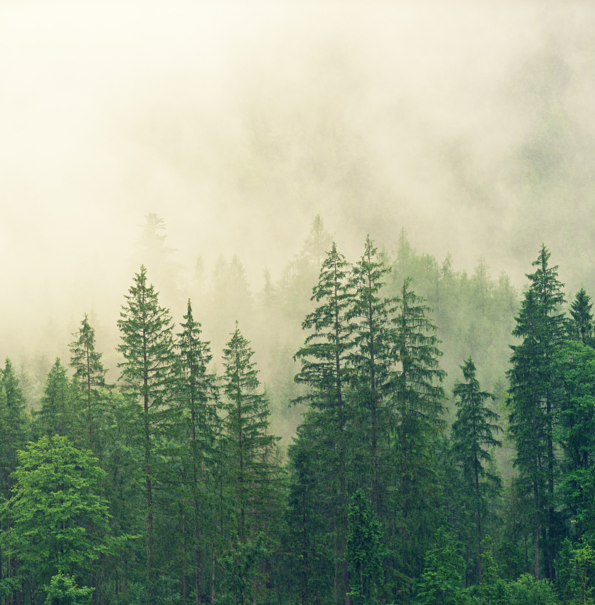 Forest Monitoring
